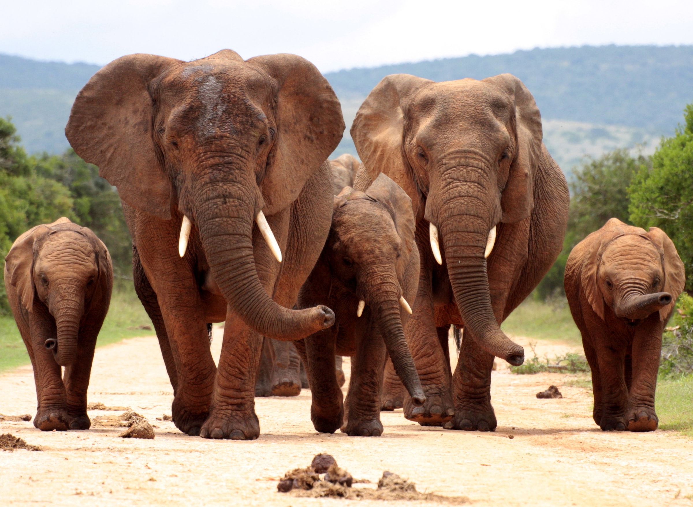 Papermoon Fototapete »African Elephant Herd« glatt