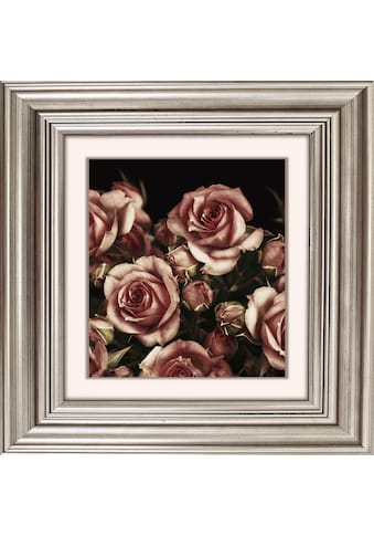 Acrylglasbild »Rosen Blüten«