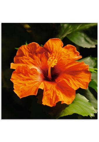 Artland Glasbild »Orangener Hibiskus«, Blumen, (1 St.) kaufen