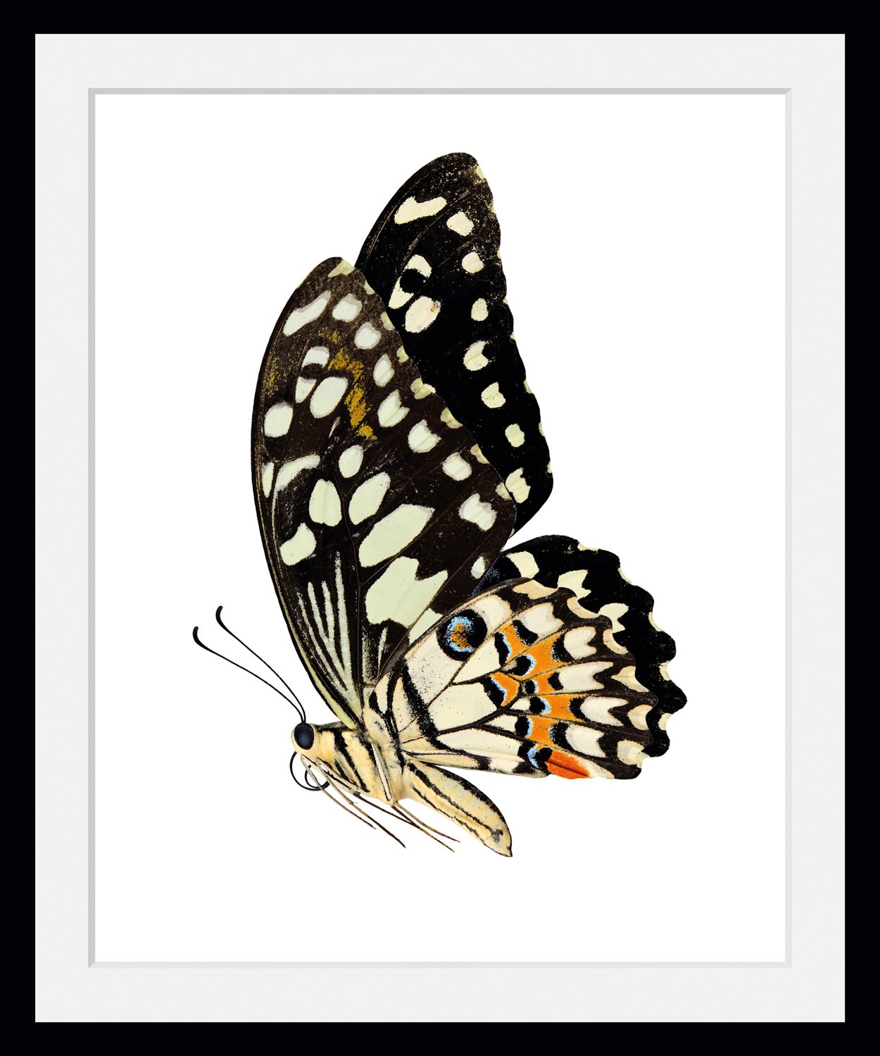 queence Bild »Andy«, Schmetterlinge-Kunst-Insekten-historische Ereignisse, (1 St.), HD Premium Poster-Druck inkl. Holzrahmen