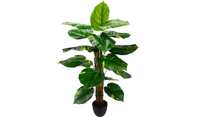 I.GE.A. Kunstpflanze »Splitphilopflanze«, im Kunststofftopf online kaufen |  mit 3 Jahren XXL Garantie