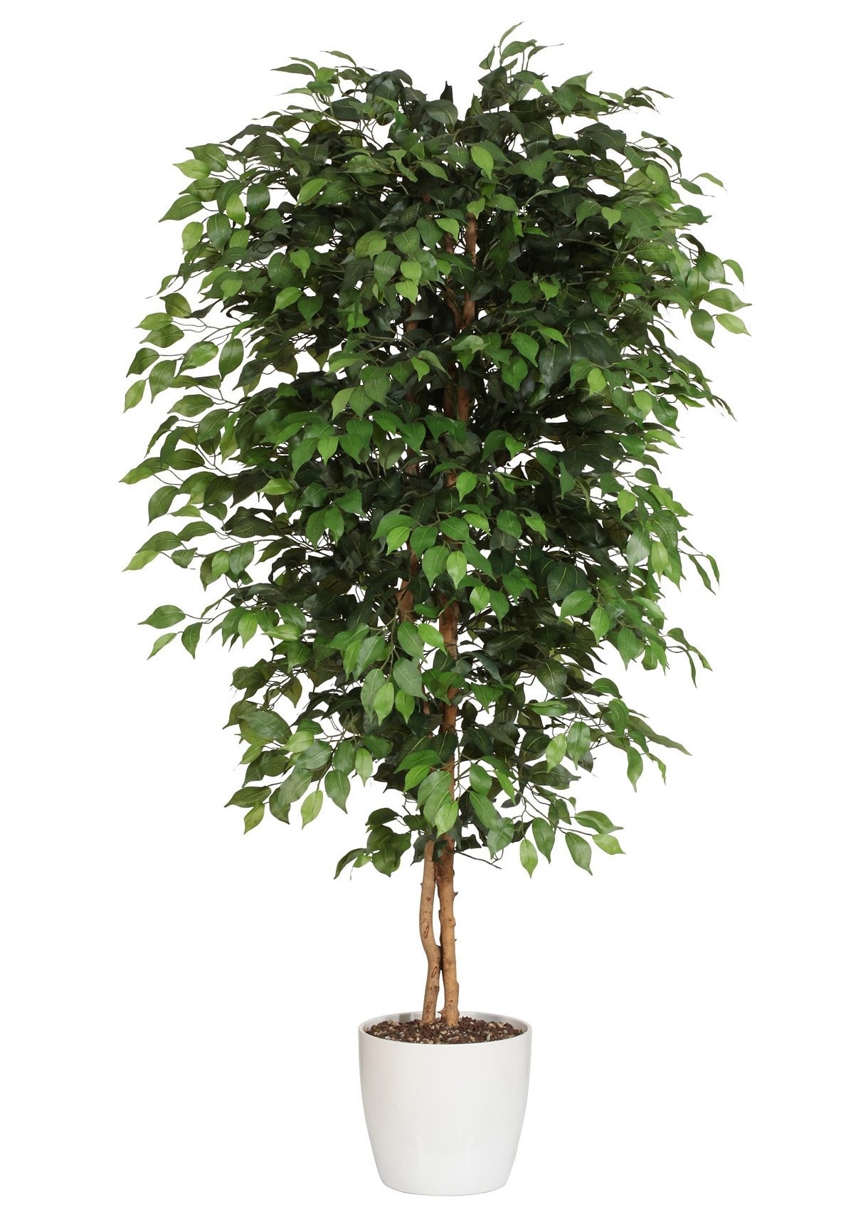 Creativ green Kunstpflanze »Ficus Benjamini« online kaufen | mit 3 Jahren  XXL Garantie