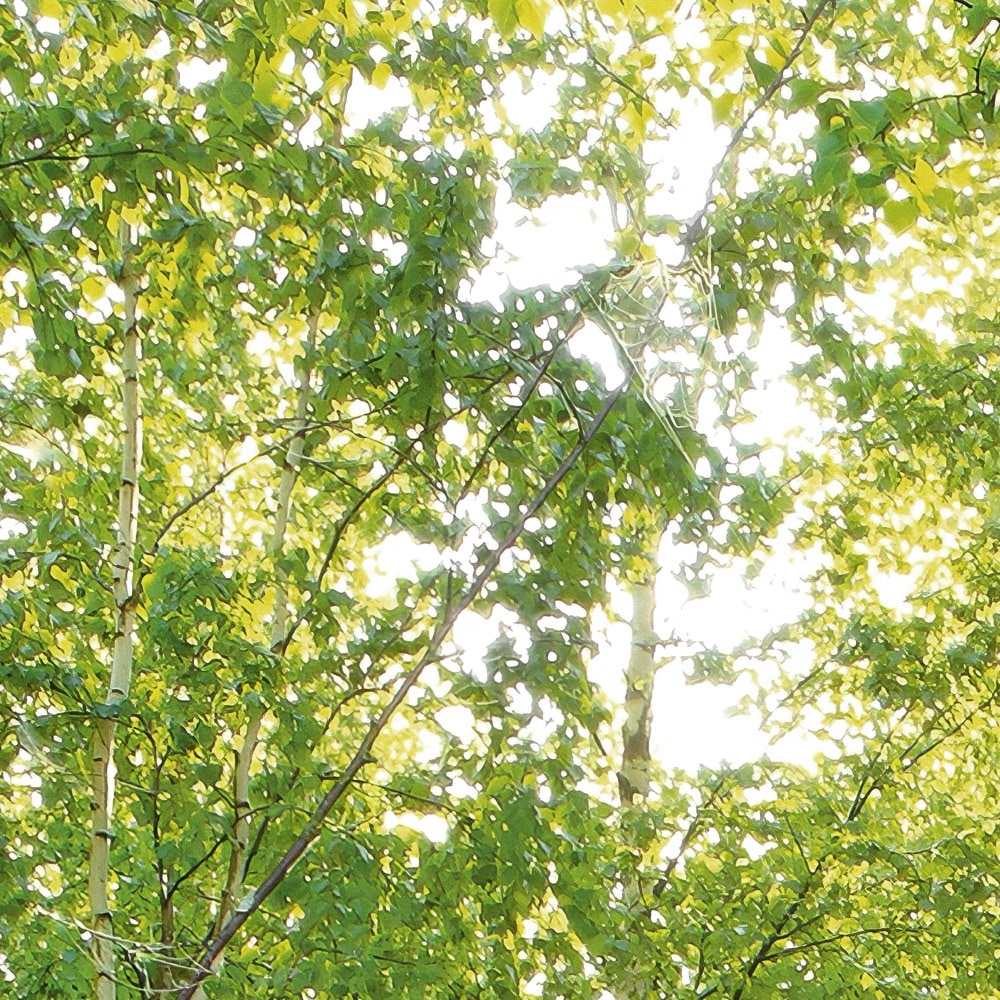 Komar Fototapete »Vlies Fototapete - Sunday - Größe 350 x 250 cm« Motiv | bedruckt glatt