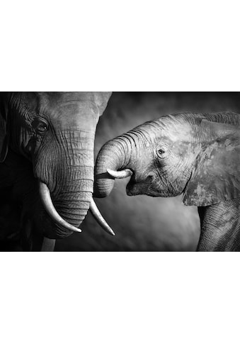 queence Leinwandbild »Elefant« kaufen