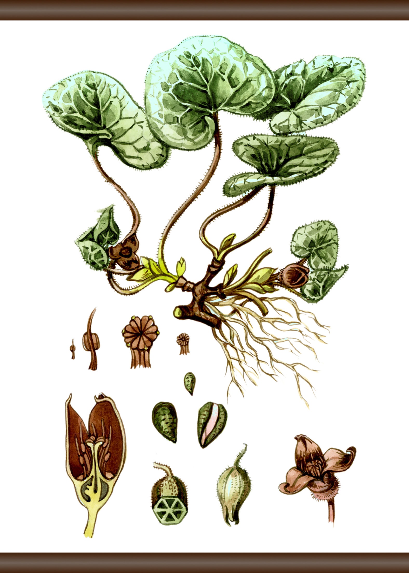 Rechnung Leinwandbild 50x70 »Pflanzen auf Anatomie«, queence kaufen cm