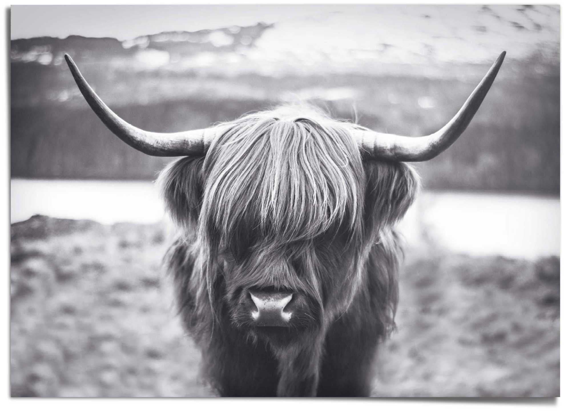 »Hochländer auf Reinders! bestellen Kuh« Poster Raten