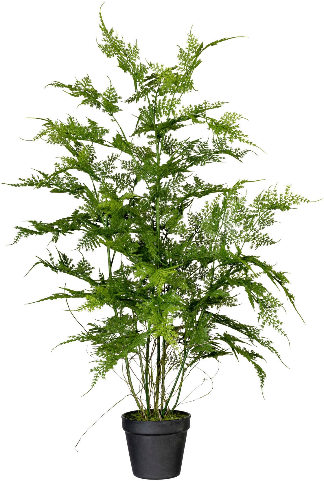Zimmerpflanze Asparagus Künstliche »Farn Creativ Rechnung auf plumosus« green bestellen