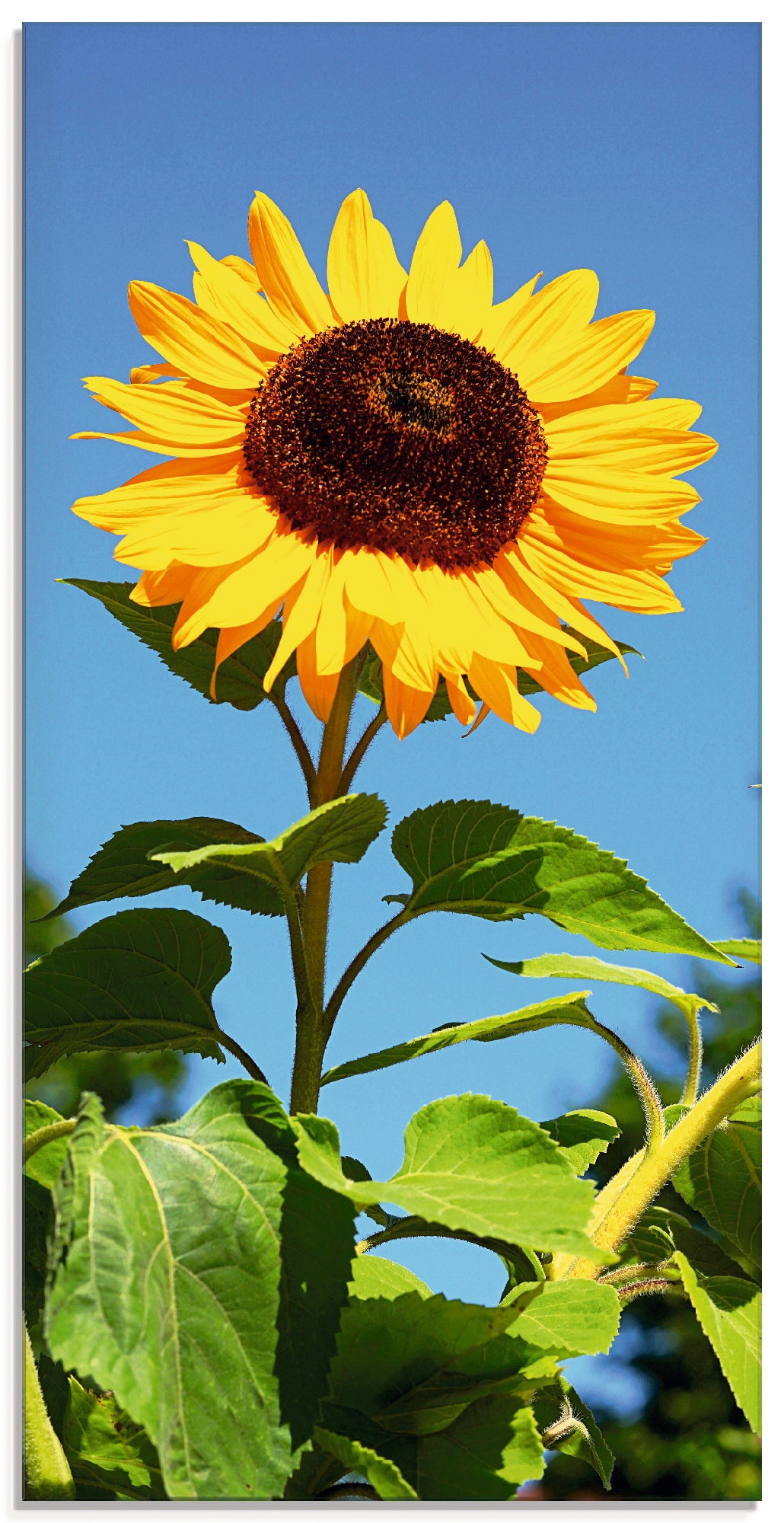 Glasbild »Große Sonnenblume«, Blumen, (1 St.), in verschiedenen Größen