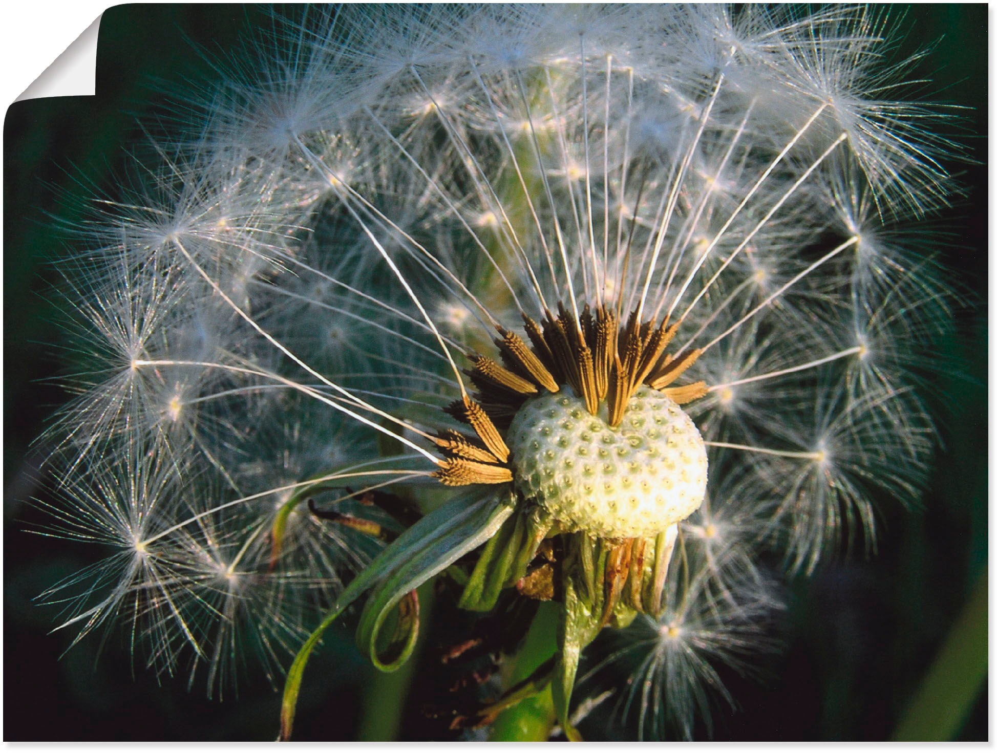 Poster »Pusteblume«, Blumen, (1 St.), als Alubild, Leinwandbild, Wandaufkleber oder...