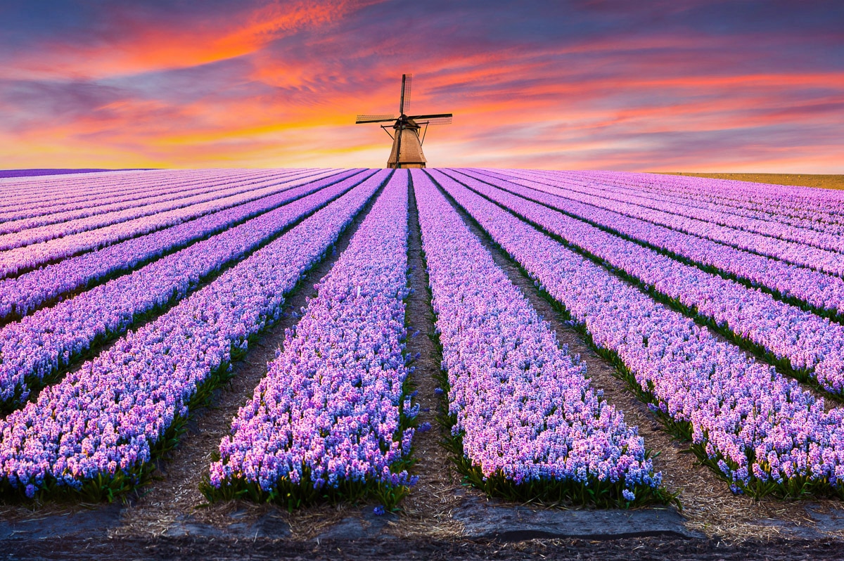 Papermoon Fototapete »Blumenfelder mit Windmühle«