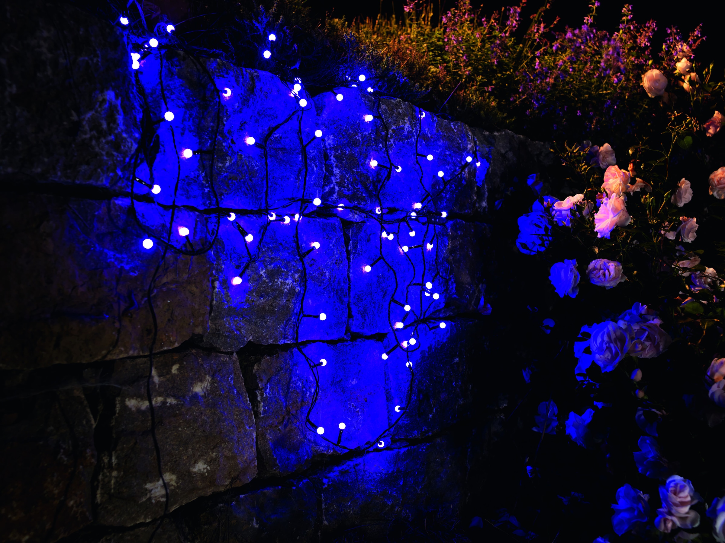 KONSTSMIDE LED-Lichterkette »Weihnachtsdeko aussen«, 80 St.-flammig, LED  Globelichterkette, runde Dioden, 80 purpurfarbene Dioden auf Raten kaufen | Lichterketten