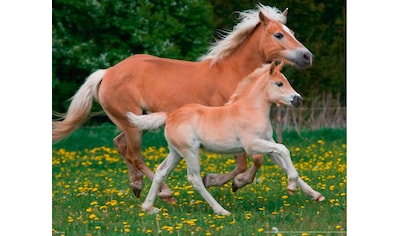 Fototapete »Horses«