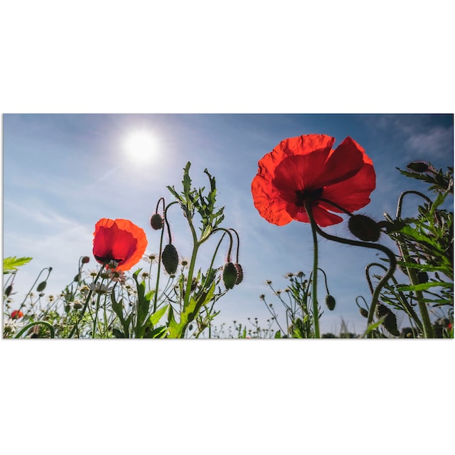 Artland Wandbild »Mohnblumen im Frühling«, Blumenwiese, (1 St.), als Alubild,  Leinwandbild, Wandaufkleber oder Poster in versch. Größen auf Rechnung  bestellen