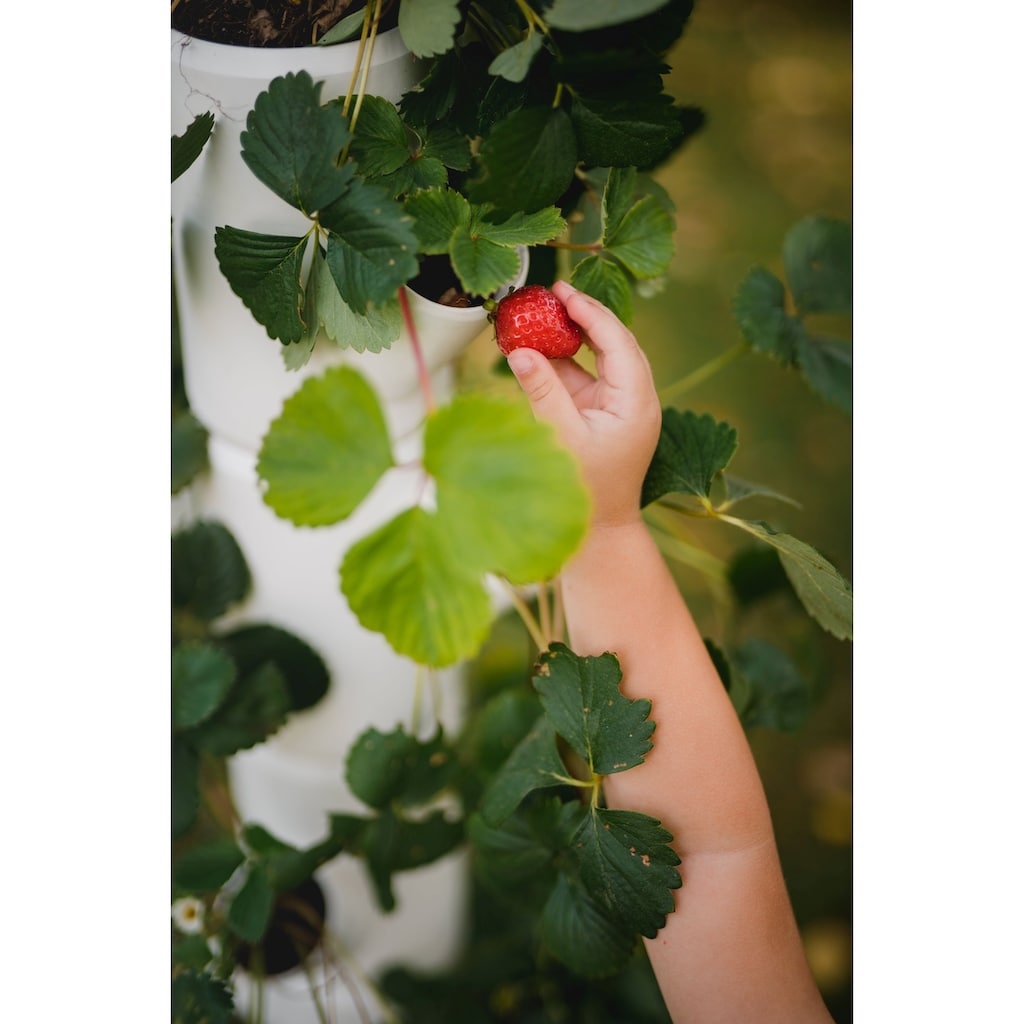Gusta Garden Pflanzkübel »Sissi Strawberry, Starter mit 4 Etagen«, (4 St.)