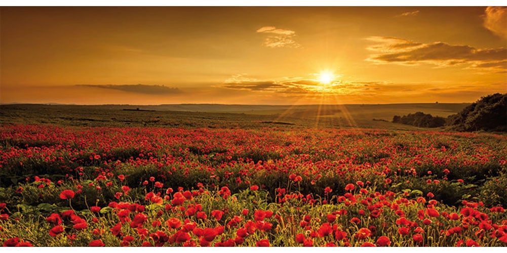 Bönninghoff Leinwandbild, Blumen-Blumenbilder-Blumenwiese-Landschaft-Landschaften-Natur-Sonnenaufgang-Sonnenaufgang & -untergang-Bilder vom Sonnenuntergang & -aufgang-Wiesen & Bäume-Wiesen & Baumbilder, (1 St.)