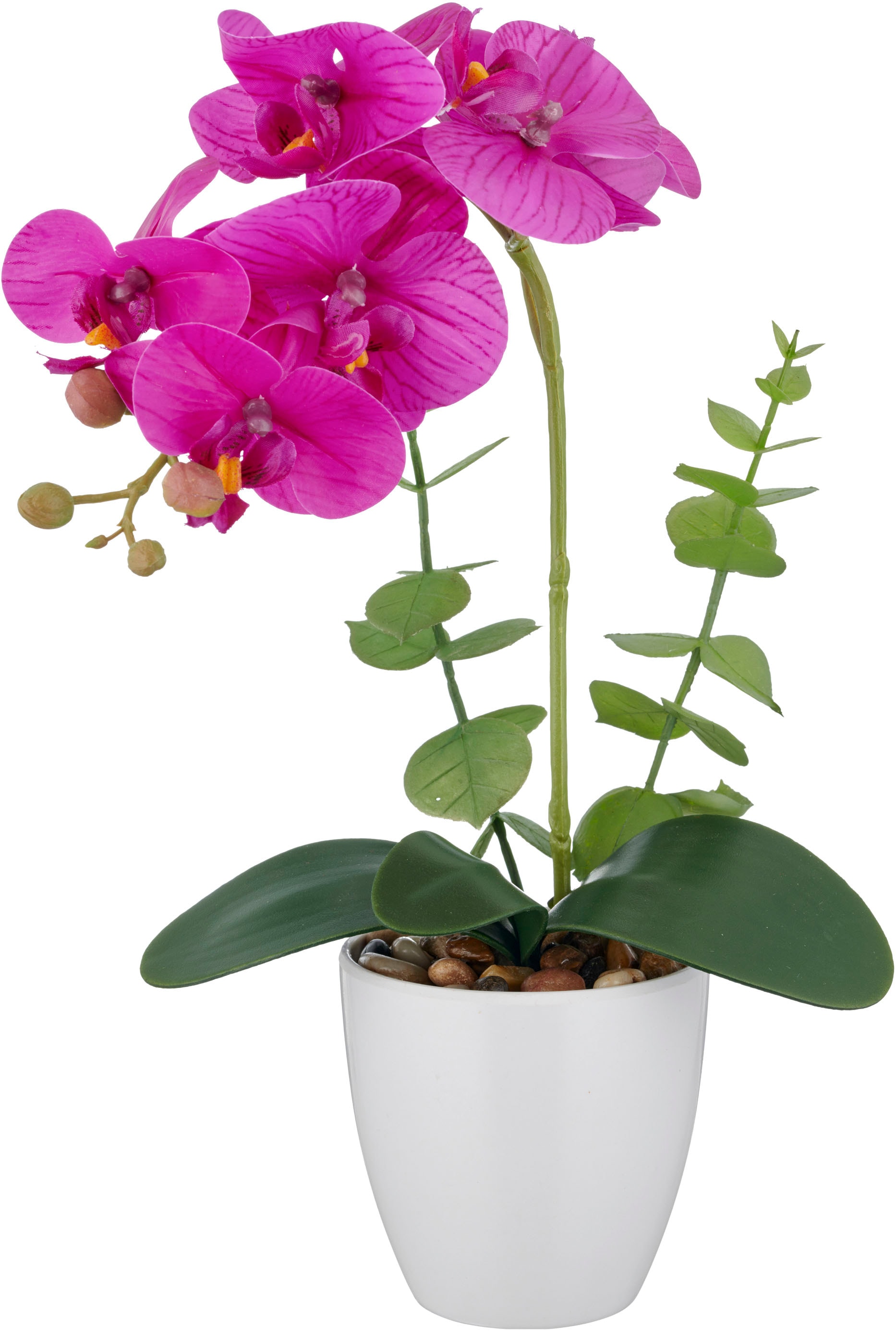 Creativ green Kunstorchidee »Orchidee Phalaenopsis«, mit Eukalyptuszweigen