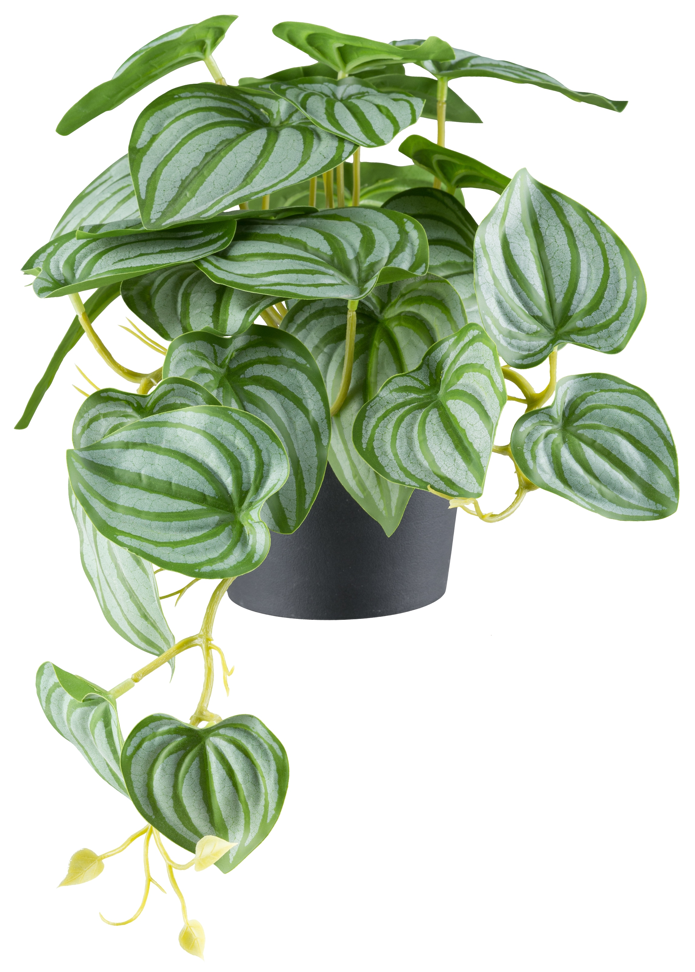 Creativ green Kunstpflanze »Peperomia« mit naturgetreuem Blattwerk Peperomia