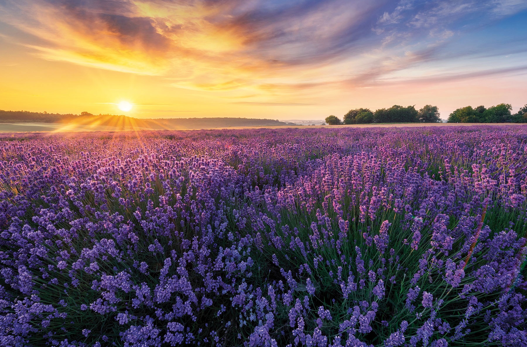 Bönninghoff Leinwandbild Felder | Sonnenaufgang 1 Stk. tlg.