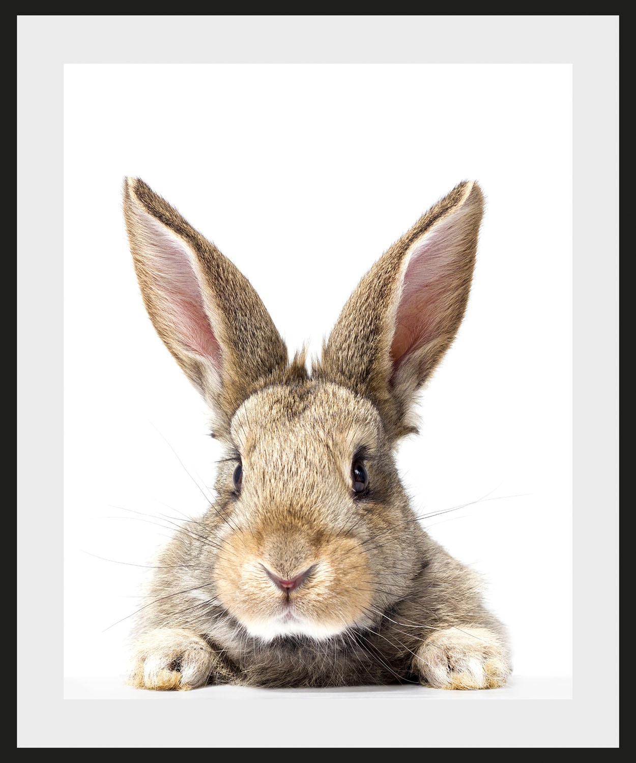queence Bild »Joona«, Hase-Hasen-Foto-Kunst-Haustiere, (1 St.), HD Premium Poster-Druck inkl. Holzrahmen