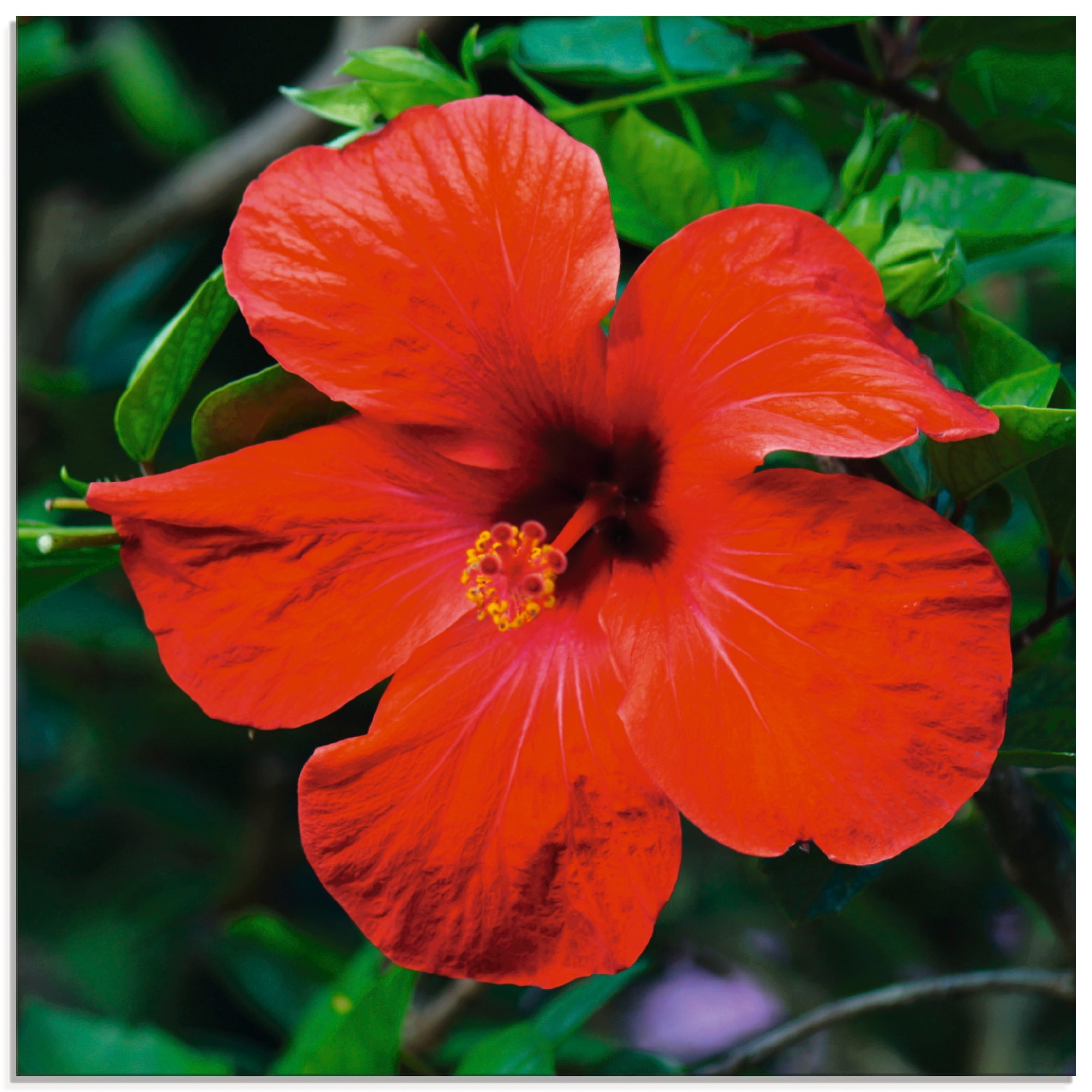 Artland Glasbild »Hawaiiblume«, Blumen, (1 St.), in verschiedenen Größen