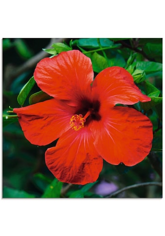 Glasbild »Hawaiiblume«, Blumen, (1 St.)
