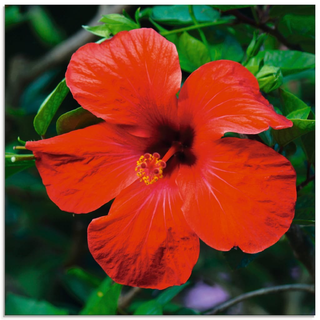 Artland Glasbild »Hawaiiblume«, Blumen, (1 St.)