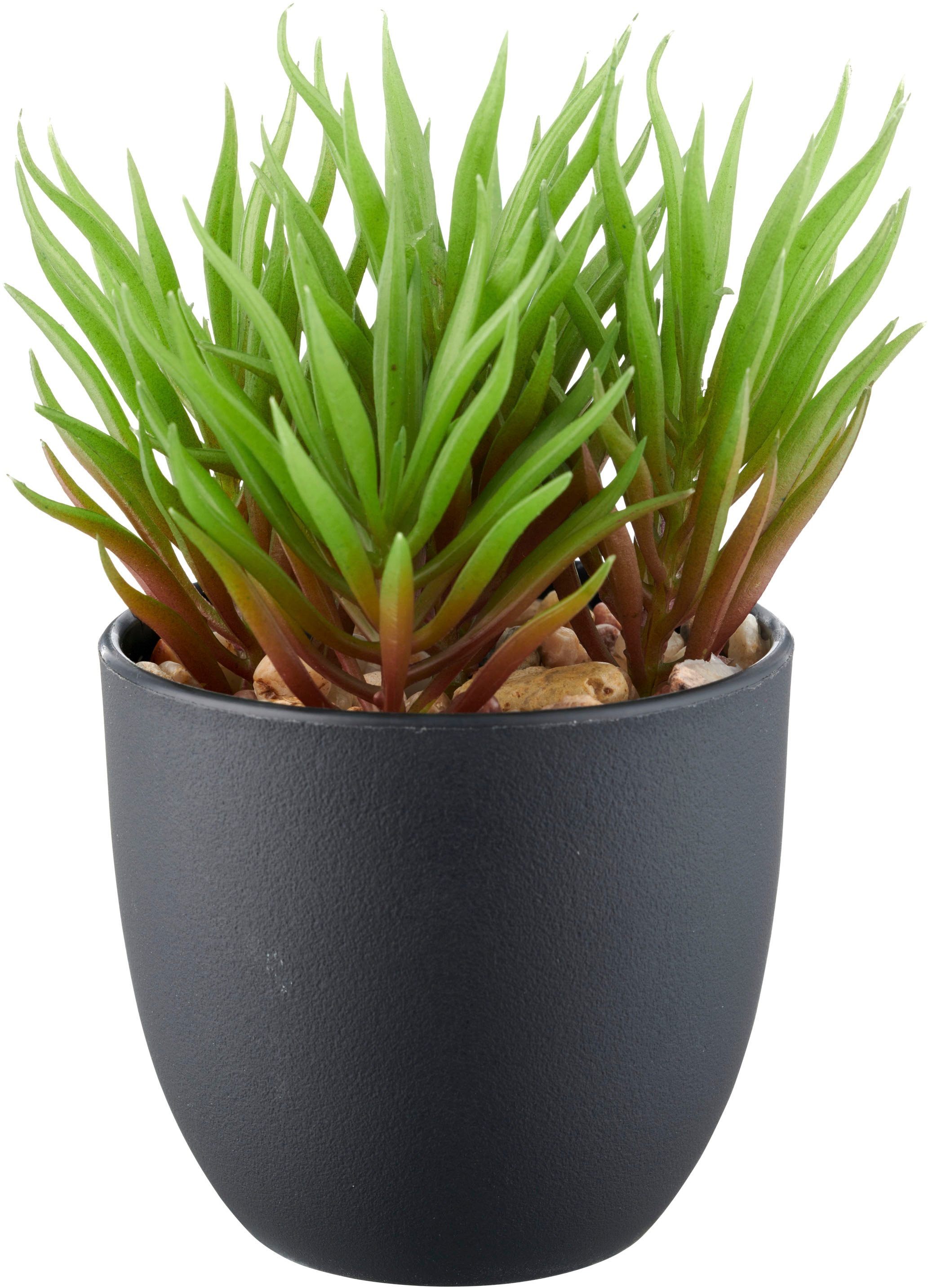 Creativ green Kunstpflanze »Sukkulenten« mit dekorativem Kies