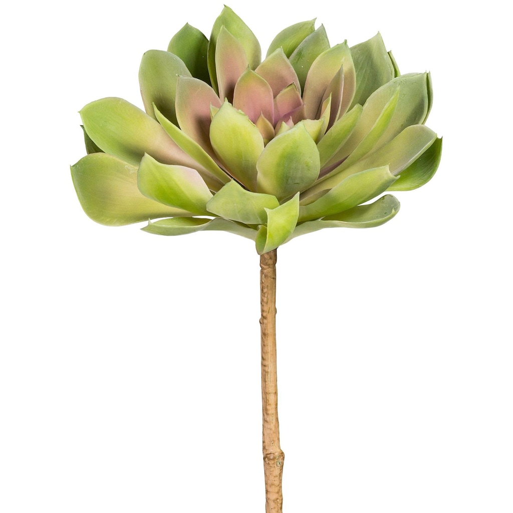 Creativ green Kunstpflanze »Sukkulente Echeveria«