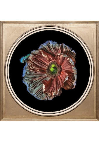 Acrylglasbild »Blüte«