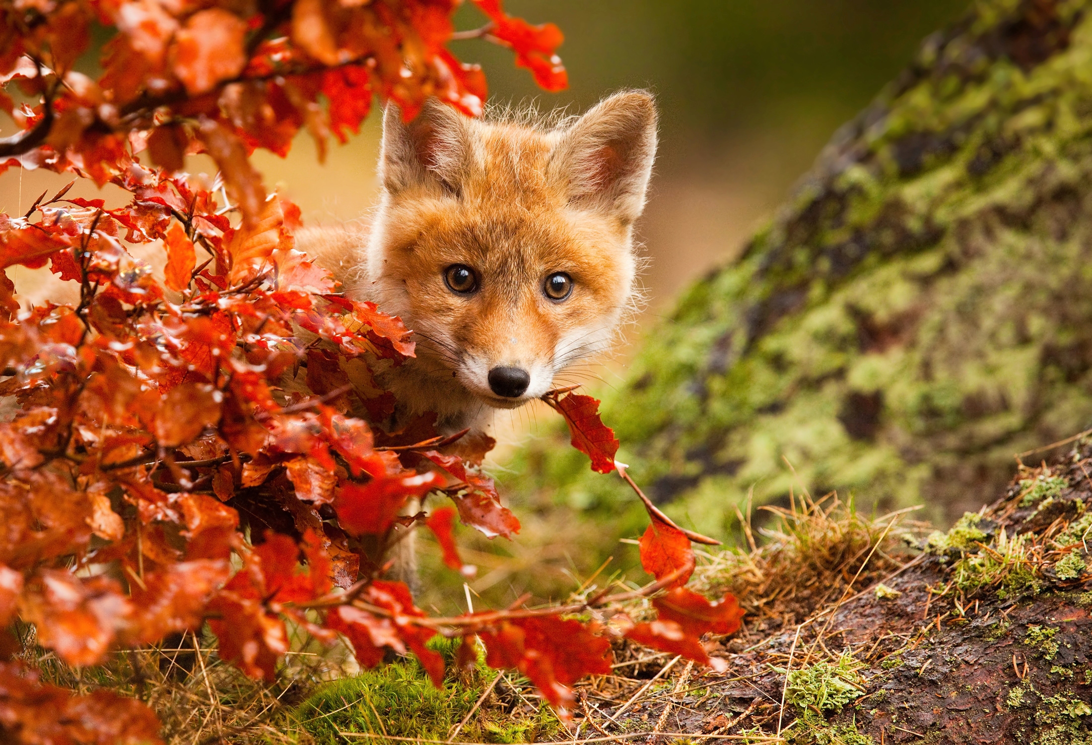 Fototapete »Photo-Art ROBERT ADAMEC, FUCHS«