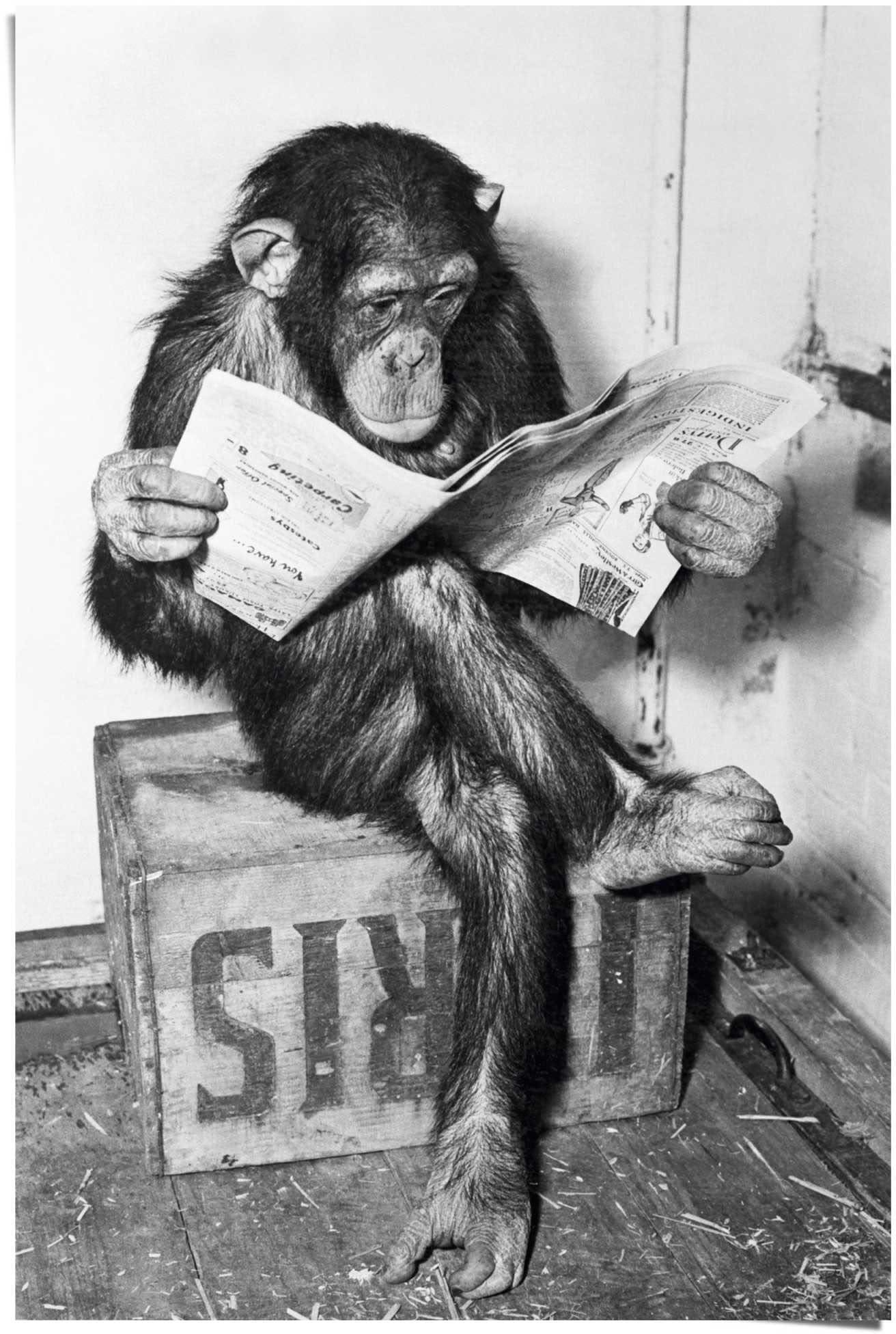 Reinders! Poster »Chimp Zeitung Affe Schimpanse«, (1 St.)