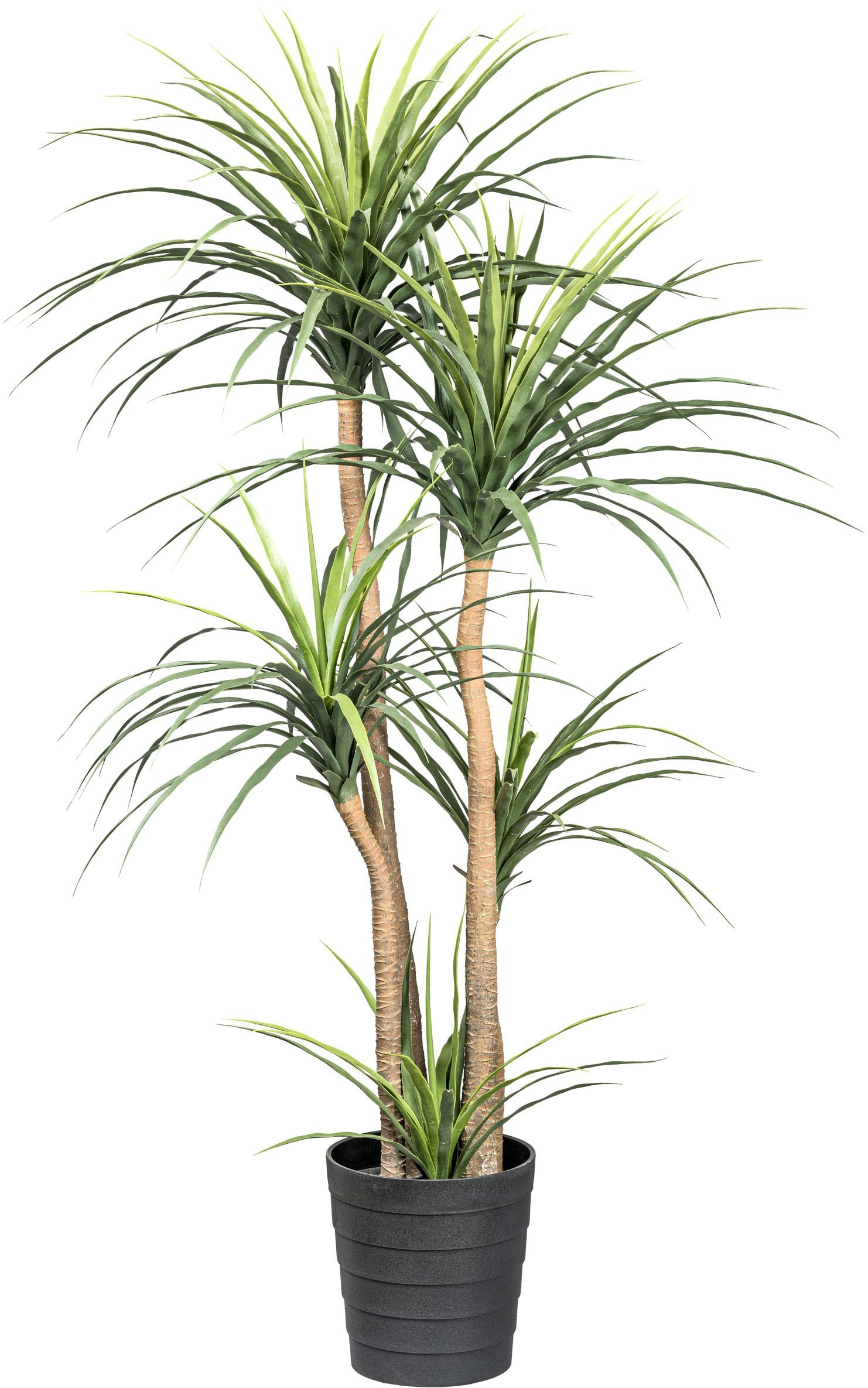 Creativ green Kunstpflanze »Dracaena«, auf 5 Stämmen