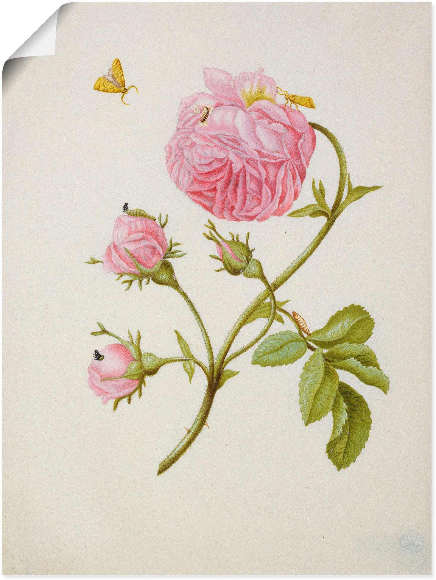 Artland Kunstdruck »Buschröschen Miniermotte, Larve, Puppe«, Blumen, (1 St.), als Leinwandbild, Wandaufkleber oder Poster in versch. Größen