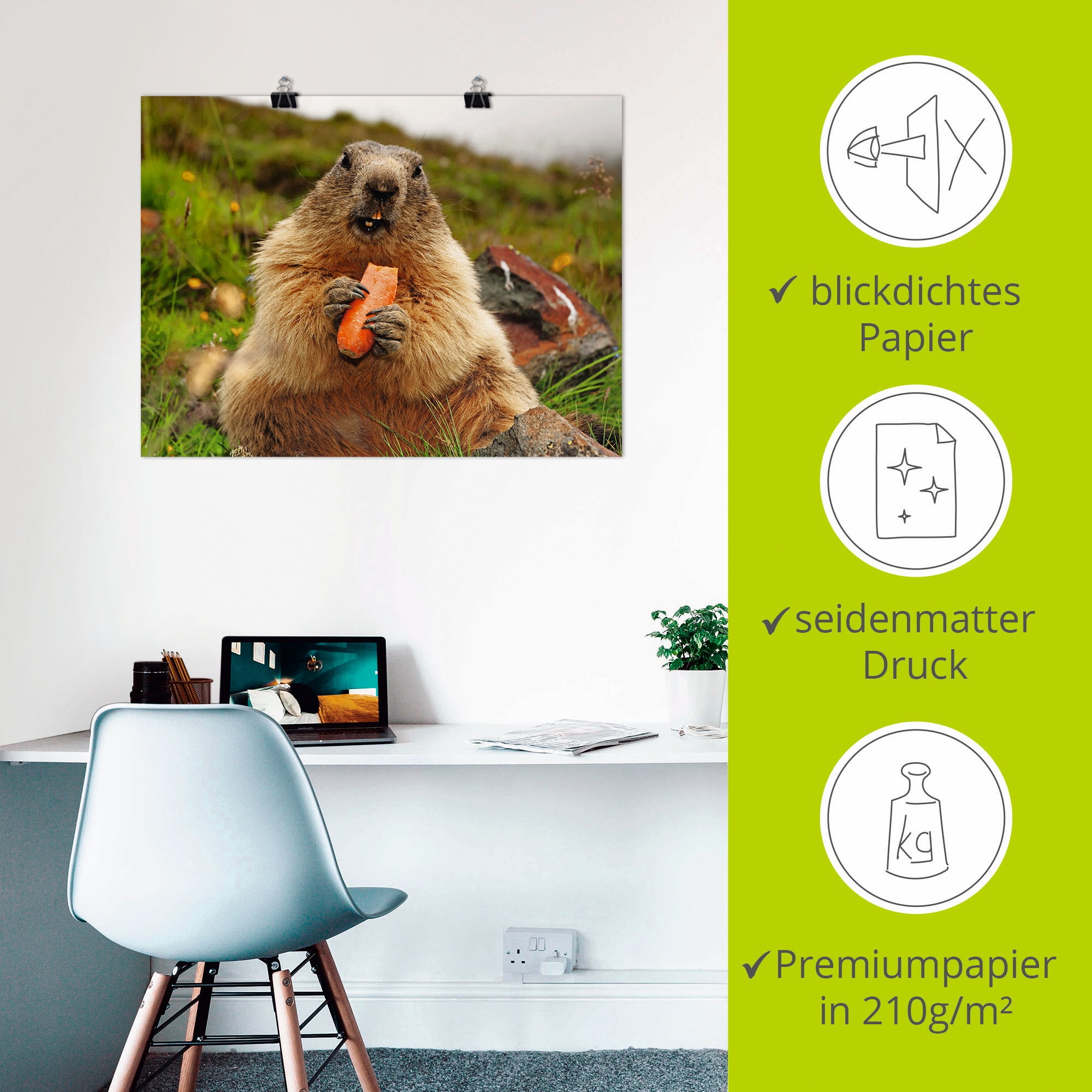 Artland Wandbild »Murmeltier«, Wildtiere, (1 St.), als Leinwandbild, Poster in verschied. Größen