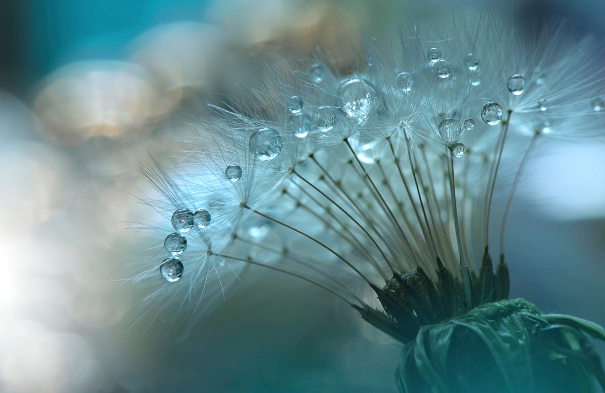 Papermoon, Fototapete »Zen Wassertropfen mit Blume Makro«, bunt, Vlies, B/L: 3,5 m m x 2,6 m m - Bahnen: 7 Stk. St., bunt