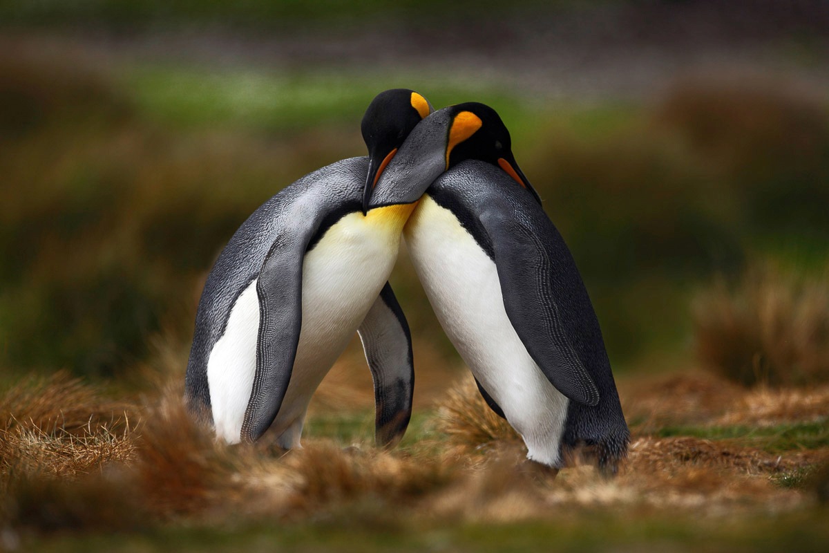 Papermoon Fototapete "Pinguine"