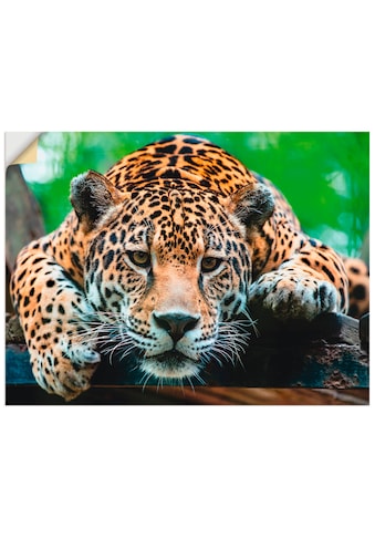 Artland Wandbild »Südamerikanischer Jaguar«, Wildtiere, (1 St.), in vielen Größen &... kaufen