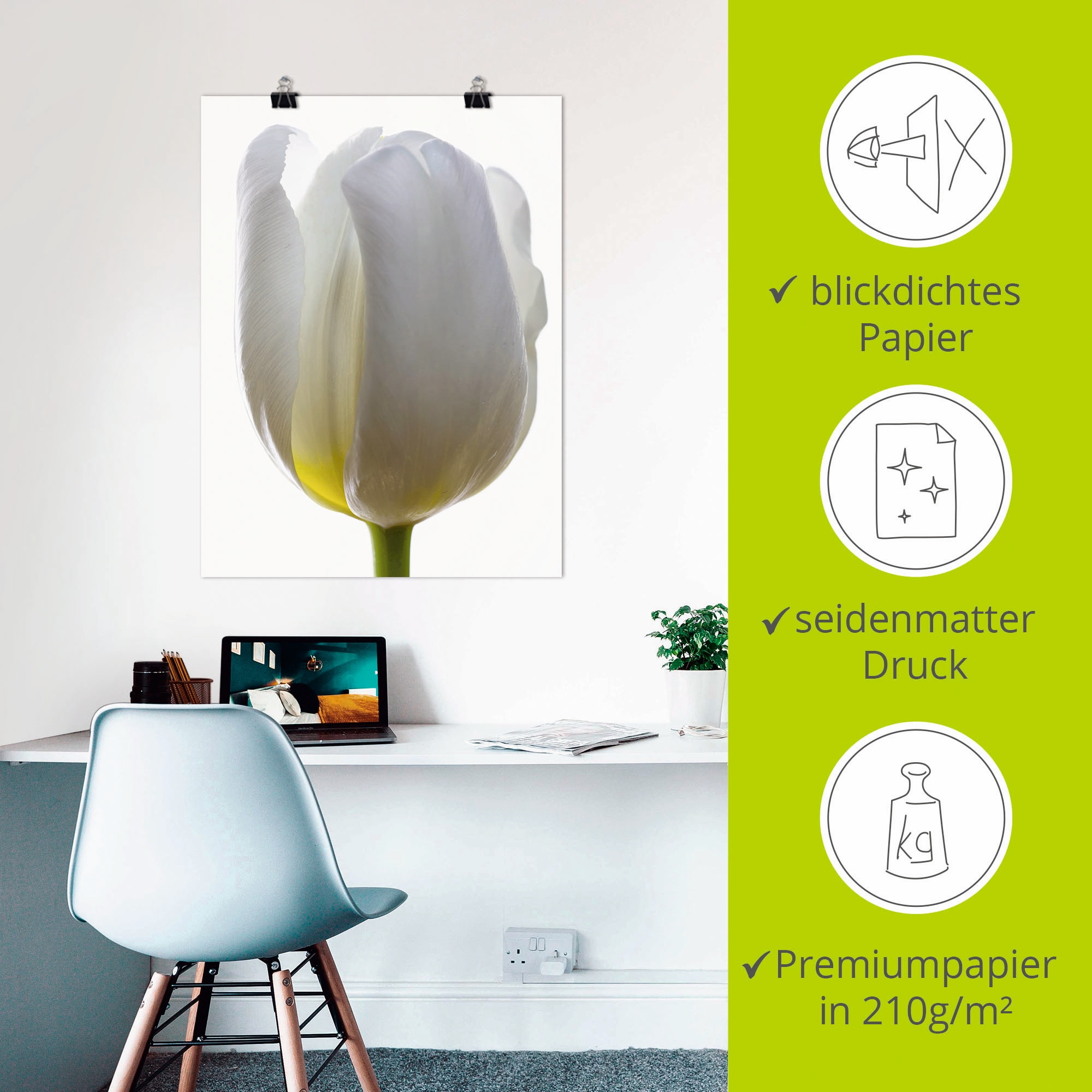 Artland Poster »Weiße Tulpe«, Blumen, (1 St.), als Alubild, Leinwandbild, Wandaufkleber oder Poster in versch. Größen