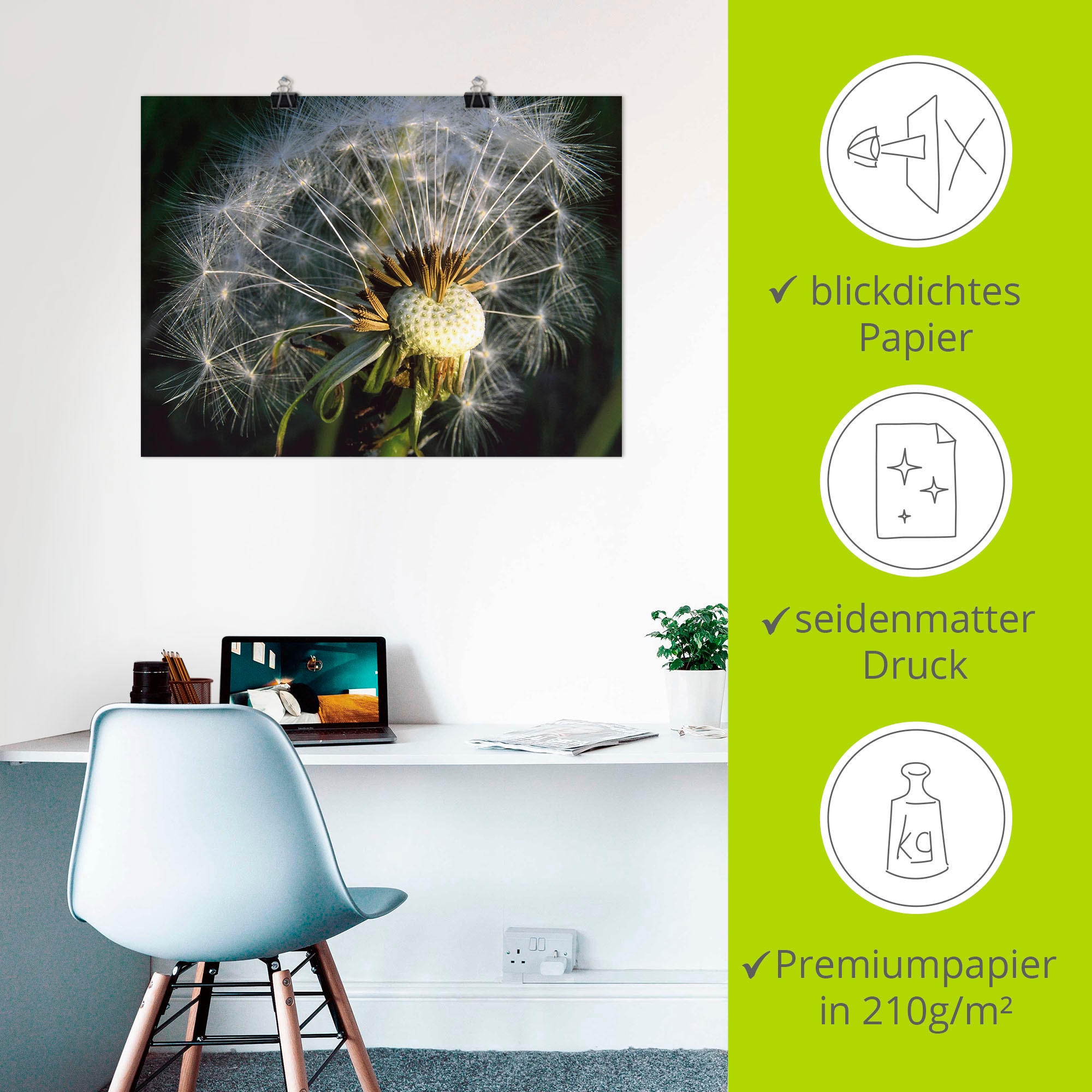 Artland Poster »Pusteblume«, Blumen, (1 St.), als Alubild, Leinwandbild, Wandaufkleber oder Poster in versch. Größen