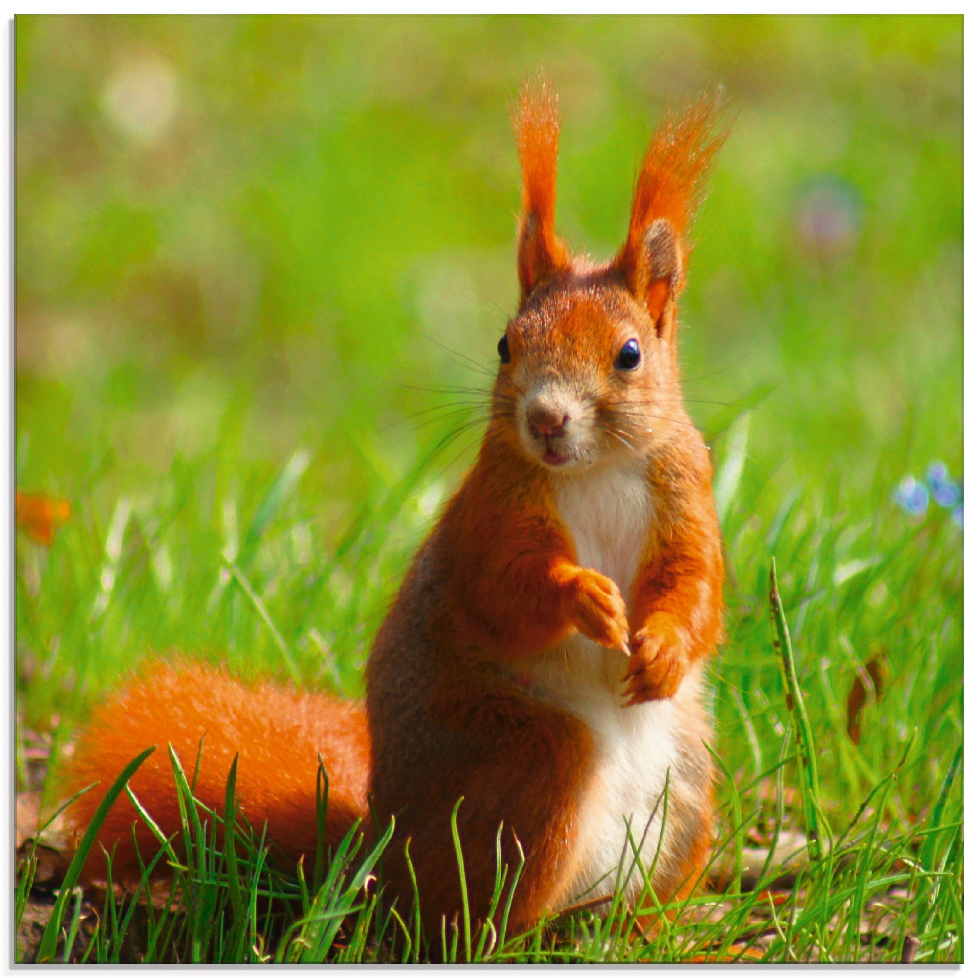 Artland Glasbild »Eichhörnchen Kontakt«, Wildtiere, (1 St.), in verschiedenen Größen