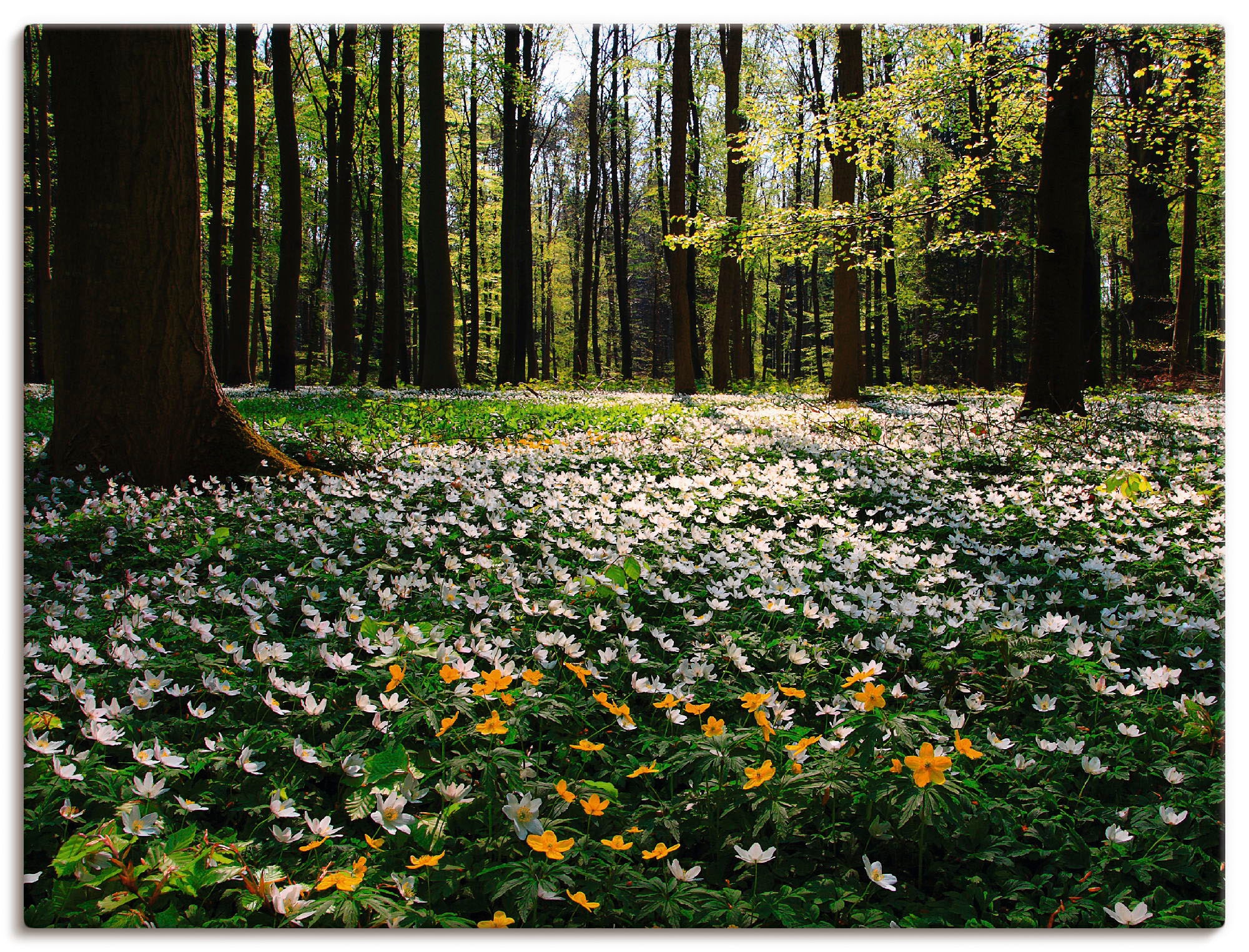 Artland Wandbild »Frühlingswald bedeckt mit Poster (1 Größen Wandaufkleber oder kaufen Windröschen«, auf als versch. Wald, in Raten St.), Leinwandbild