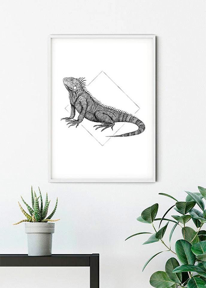 Komar Bild »Iguana White« Tiere 1 Stk. tlg. Wandbild zur Dekoration - ohne Rahmen