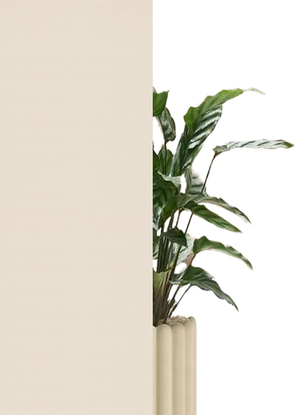 my home Seitenzugrollo »THEMSE«, abdunkelnd, energiesparend-Verdunkelung-Sichtschutz, ohne Bohren, freihängend, Klemmträger