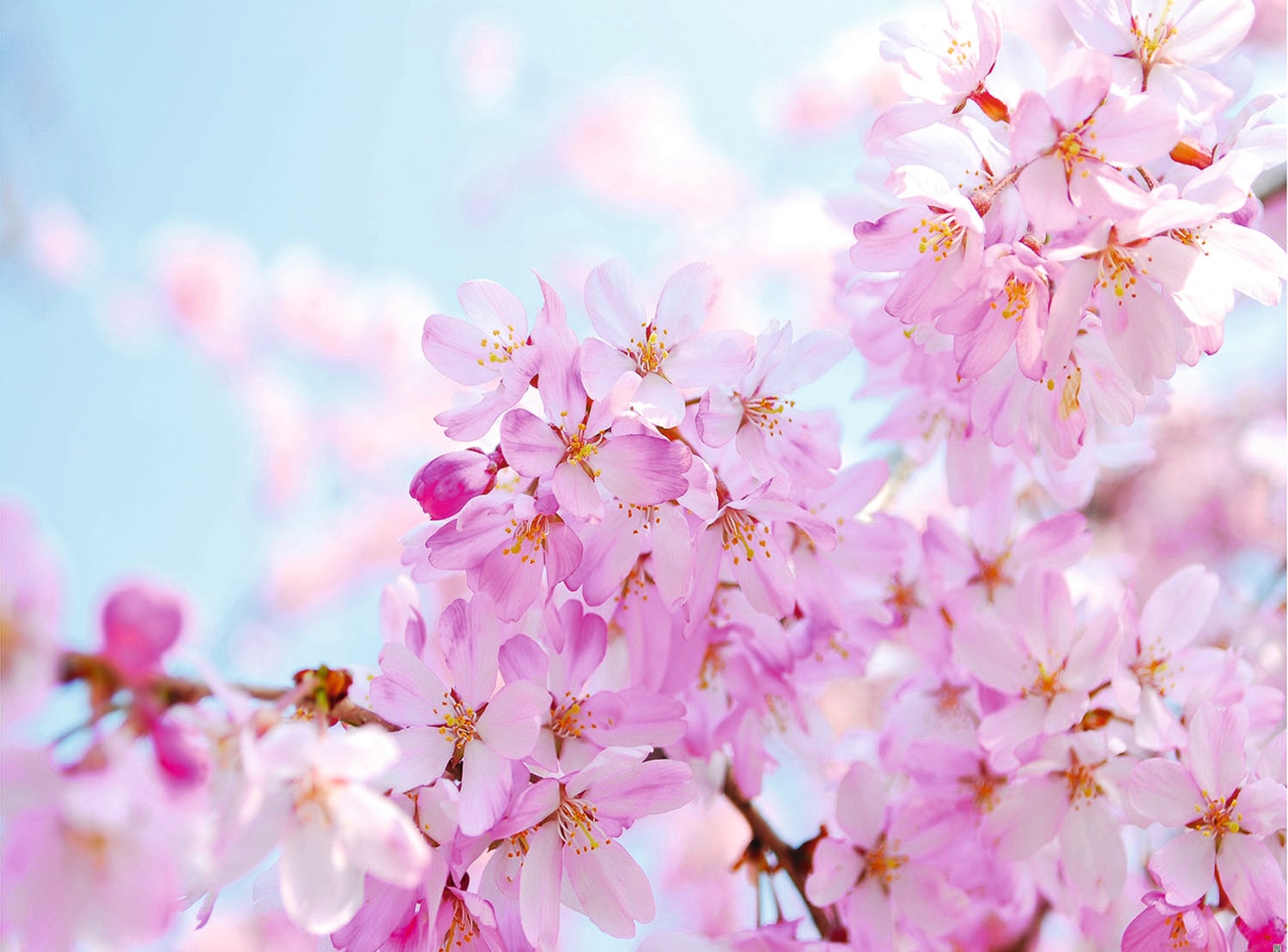 Fototapete »Cherry Blossom«