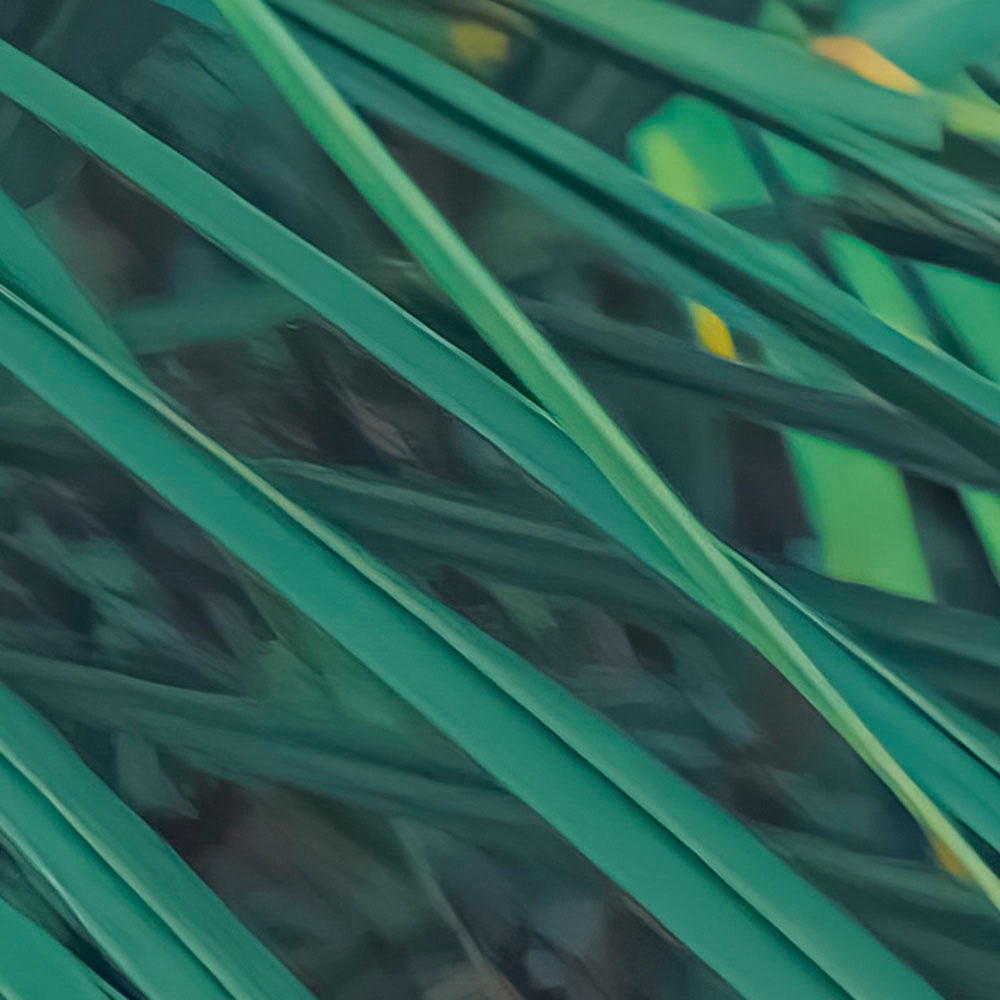 Komar Fototapete »Digitaldruck Vlies -  Foggy Fern - Größe 400 x 250 cm« bedruckt glatt Wohnzimmer, Schlafzimmer