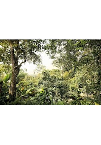 Vliestapete »Dschungel«
