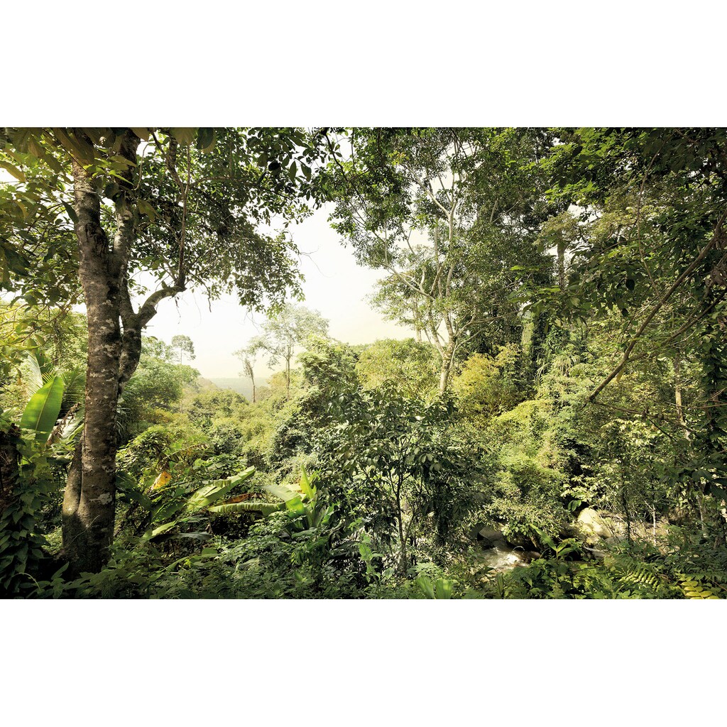 Komar Vliestapete »Dschungel«