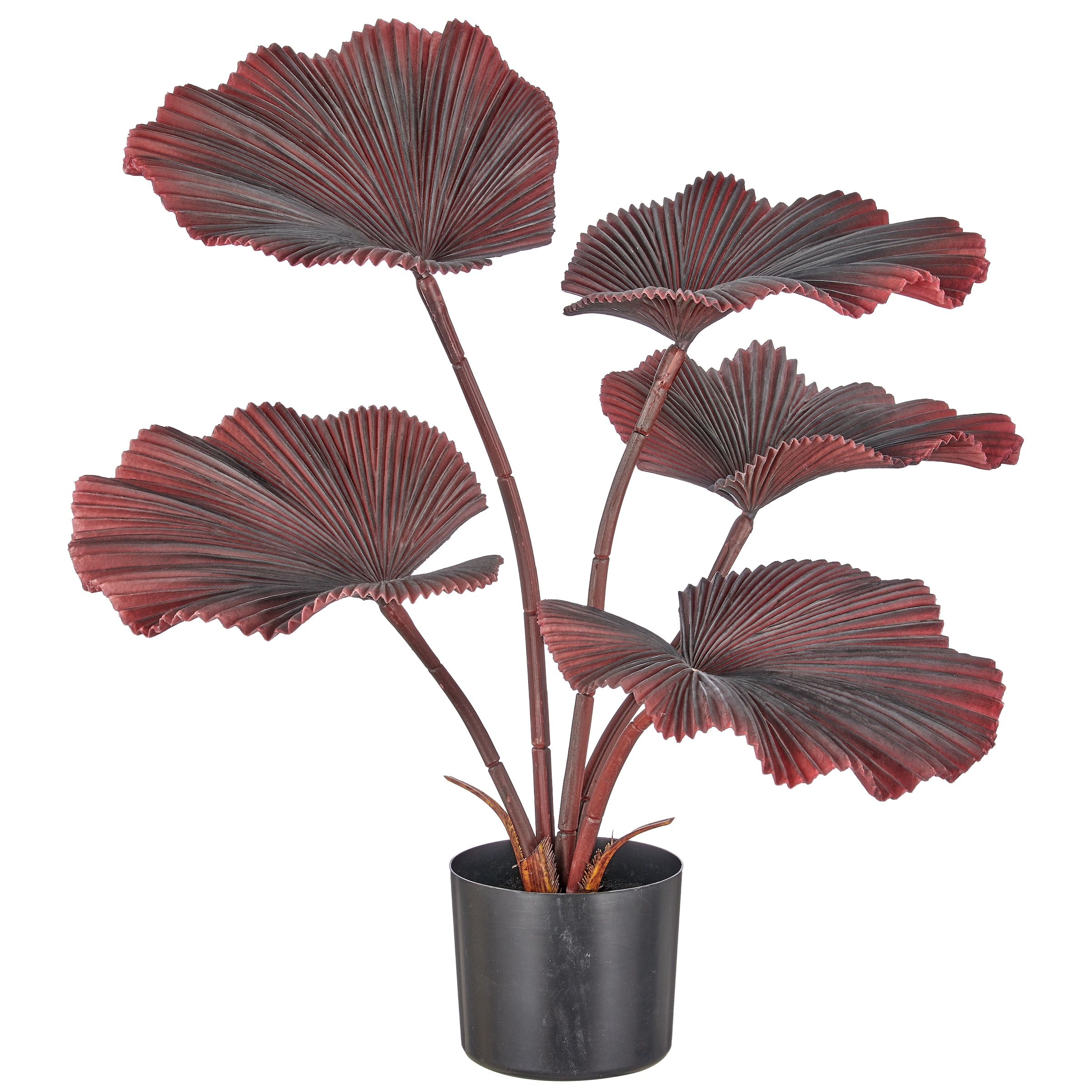 Creativ green Kunstpalme »Strahlenpalme« im modernen Design