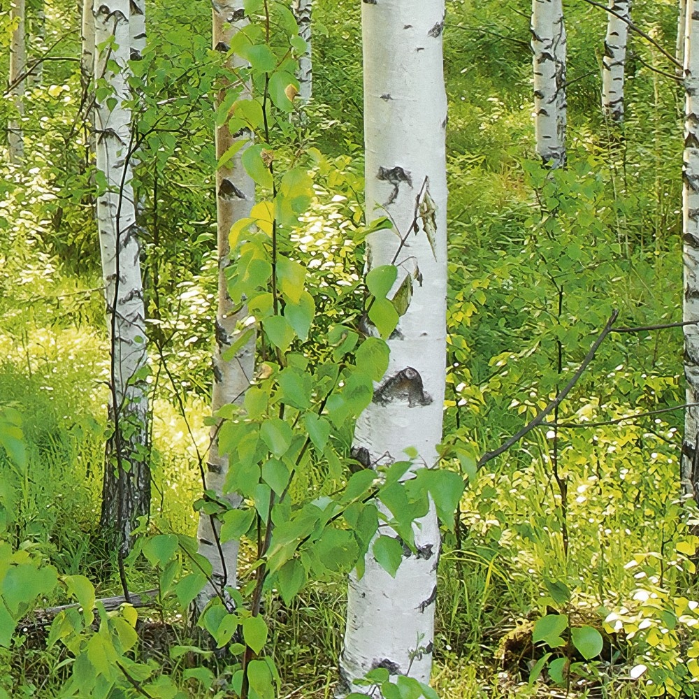 Komar Fototapete »Vlies Fototapete - Sunday - Größe 350 x 250 cm« Motiv | bedruckt glatt