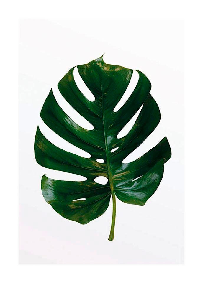Komar Bild »Monstera Leaf«, Pflanzen-Blätter, (1 St.), Wandbild zur Dekoration - ohne Rahmen